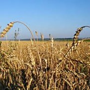 Пшеница Украина
