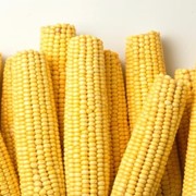 Кукуруза №4 продажа оптом по Украине и на экспорт