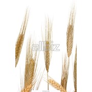 Пшеница для проращивания фото