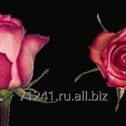 Срезанный цветок Роза Карусель