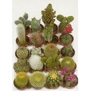Кактус мини Cactus mini фото