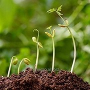 Регулятор роста растений Атоник Плюс, ВР фото