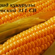 Гибрид кукурузы Розовский 311 СВ ФАО 310