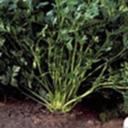 Петрушка Риалто листовая гладкая 500 г семян фотография