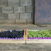 “Крымагротара“.Ящики для винограда урожай 2017 г. фотография