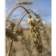 Семена яровых зерновых фото