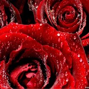 Розы красные фото