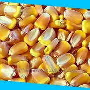 Семена кукурузы Вымпел фотография