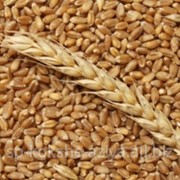 Пшеница четвертого класса