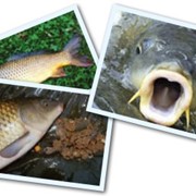 Речная рыба, карп, толстолобик, Украина, Купить, Цена, Фото.