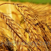 Насіння ярої пшениці Струна Миронівська