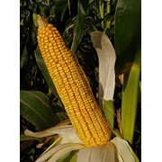 Cемена кукурузы Краснодарский 620 СВ фото