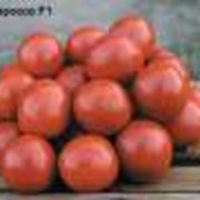 Свежие помидоры на экспорт