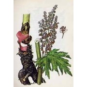 Ревень пальчатый корень 100 грамм фото