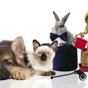 Услуги ветеринара фото