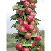 Яблоня колонновидная Обелиск фото
