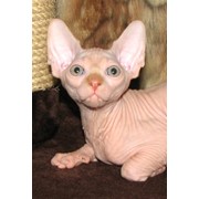 Котята - порода сфинкс. фотография