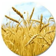 Культуры зерновые фото