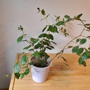 Земляничное дерево в домашних условиях фото