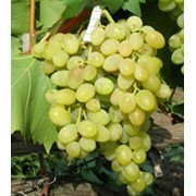Саженцы винограда сорта Августин