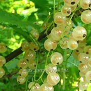 Смородина Ribes niveumBIAŁA WERSALSKA Versailles Blanche рост 60 – 80