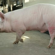 Хряки племенные,Племенные свиньи и хряки породы крупная белая фото