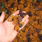 Chaga mushrooms фото