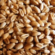 Продовольственная пшеница 3, 4, 5, 6 класс фотография