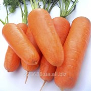 Морковь Кампино 0,5кг (Satimex Германия)