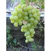 Саженцы винограда ИНГА фото