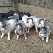 Поросята корейские. фото