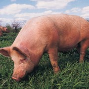 Свинья, живой вес, домашняя, натуральная фотография