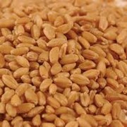 Пшеница третьего класса в Казахстане фотография