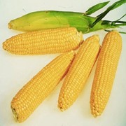 Посевная кукуруза Гибрид Галакси 99 возможен экспорт