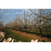 Продам сад яблоневый 3Га Черкасская обл фото