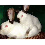 Кролики серый белый великан калифорнийской породы фото