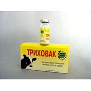 Вакцина против трихофитии ВРХ “Триховак“ фото