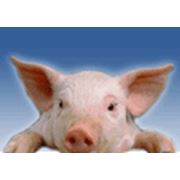 Вакцины для свиней АДИВАК+ фото