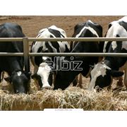 Ветеринарные препараты для крупного рогатого скота