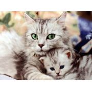 Ветеринарные препараты для кошек. АМИКСИН фотография