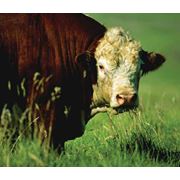 Амиксин (ветеринарный) для крупного рогатого скота фото