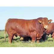 Ветеринарные препараты для крупного рогатого скота фото