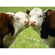 Ветеринарные препараты для крупного рогатого скота