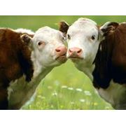 Ветеринарные препараты для крупного рогатого скота фото