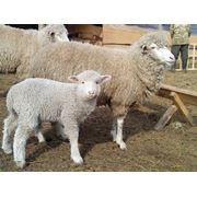 Ветеринарные препараты для овец фото
