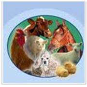 Ветеринарные препараты поз заказ ветеринарные препарата для животных с/г кормовые добавки для свиней лекарства для свиней и животных с/г под заказ Днепропетровск