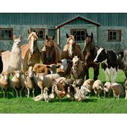 Антибиотики разных групп ветеринарные фото