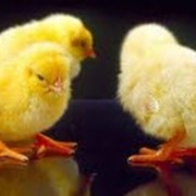 Цыплята подрощенные оптом и в розницу Венгерской породы: Мастер чик