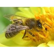 ветеринарными препаратами для пчел фотография