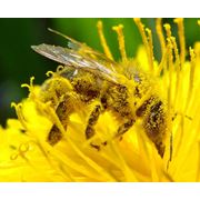 Препараты для пчел купить оптом и в розницу Препараты для пчел оптовая и розничная торговля ветеринарными препаратами для пчел